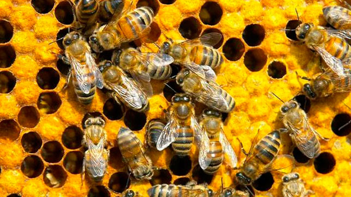 muere mujer acupuntura con abejas