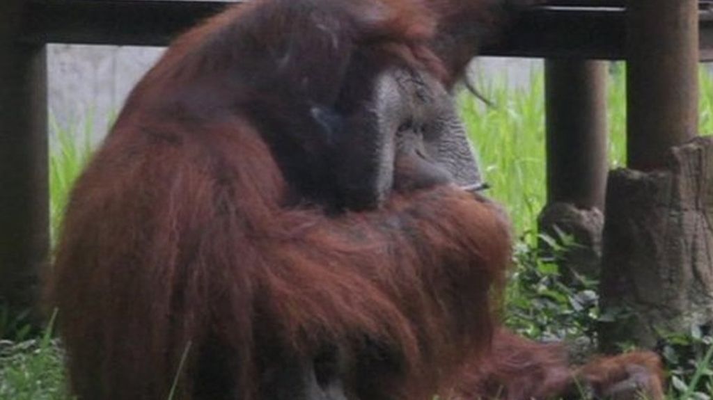 Preocupación por el orangután fumador de un zoo de Indonesia