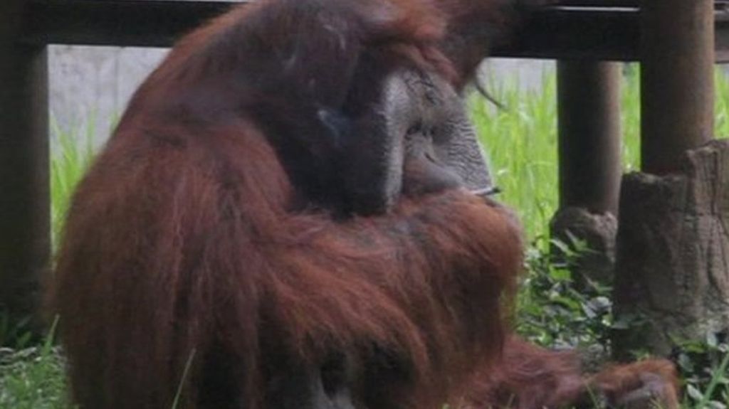 Preocupación por el orangután fumador de un zoo de Indonesia