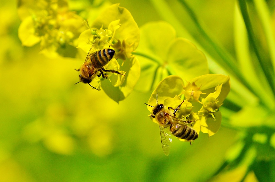 combatir la alergia al polen