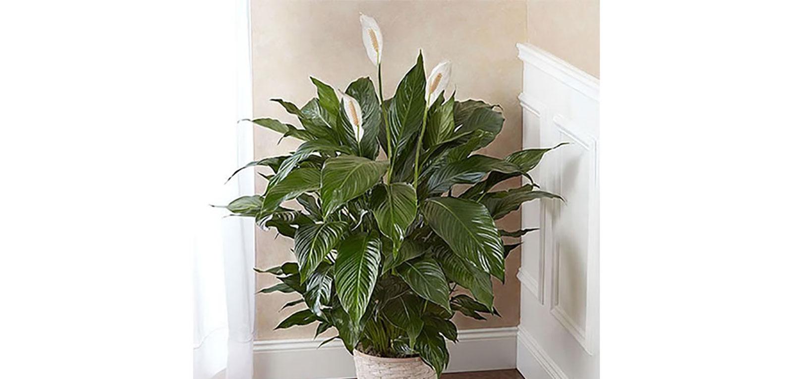 10 plantas purificadoras de aire que refrescarán su hogar