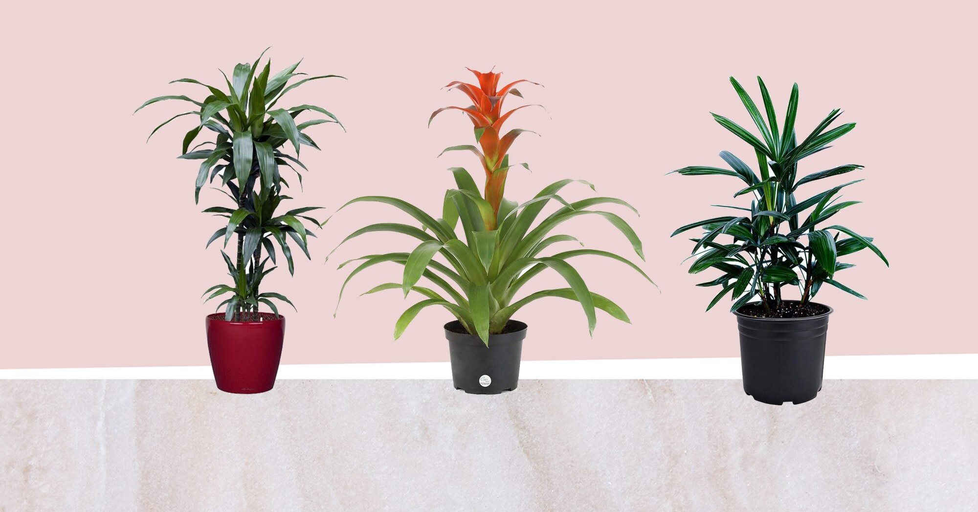 10 plantas purificadoras de aire que refrescarán su hogar