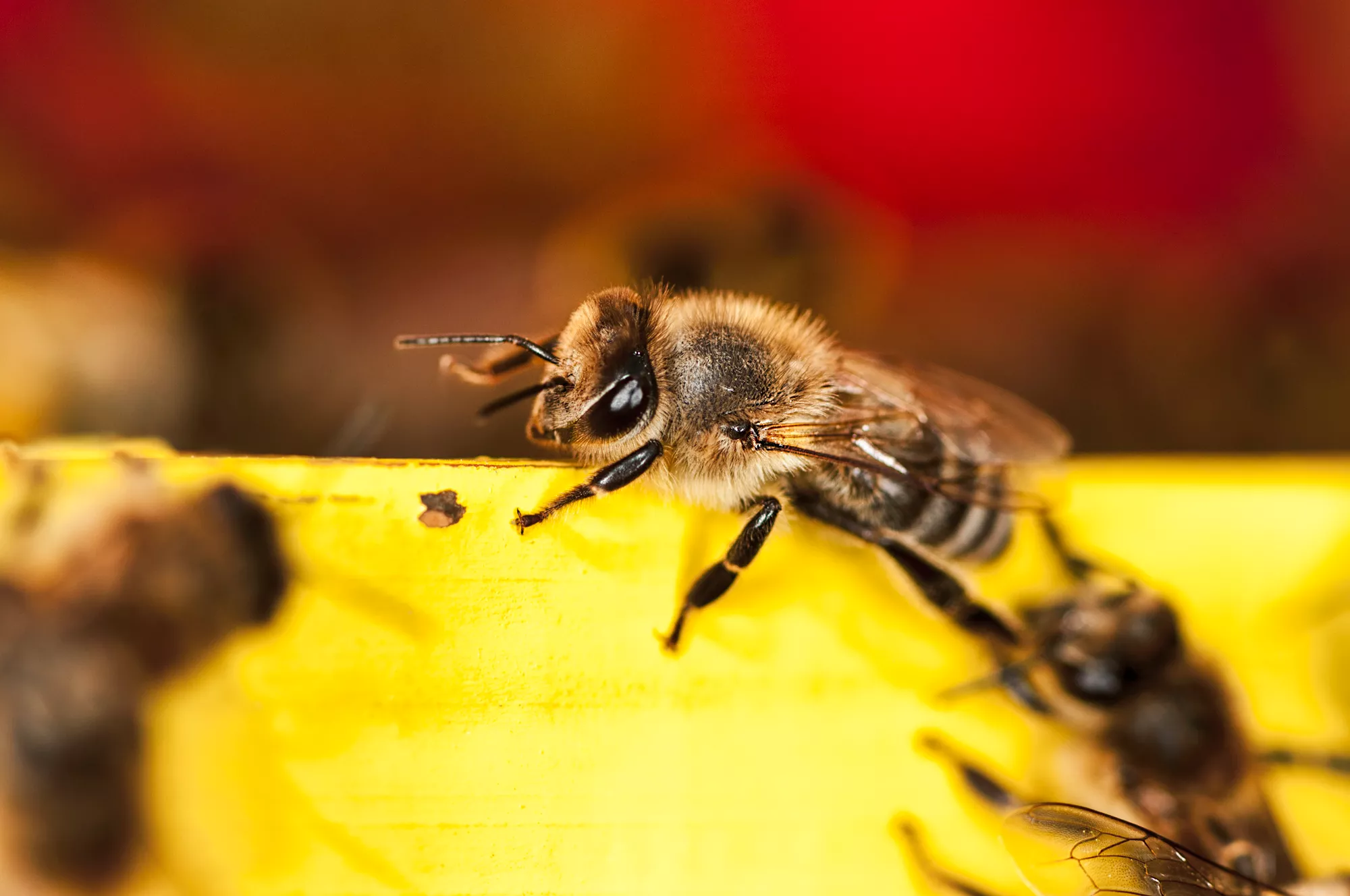Cómo saber si tu picadura de abeja está infectada, según un médico