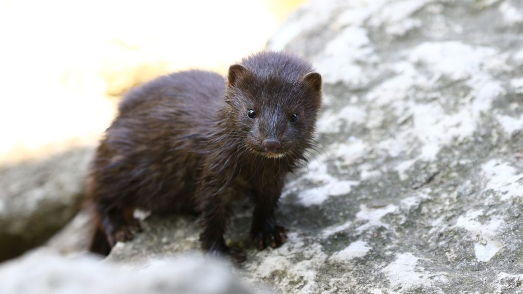 El primer animal salvaje de los Estados Unidos infectado con SARS-CoV-2 encontrado en Utah