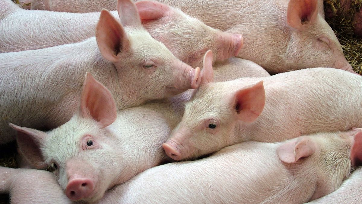La FDA aprueba los cerdos genéticamente modificados para comida y transplantes