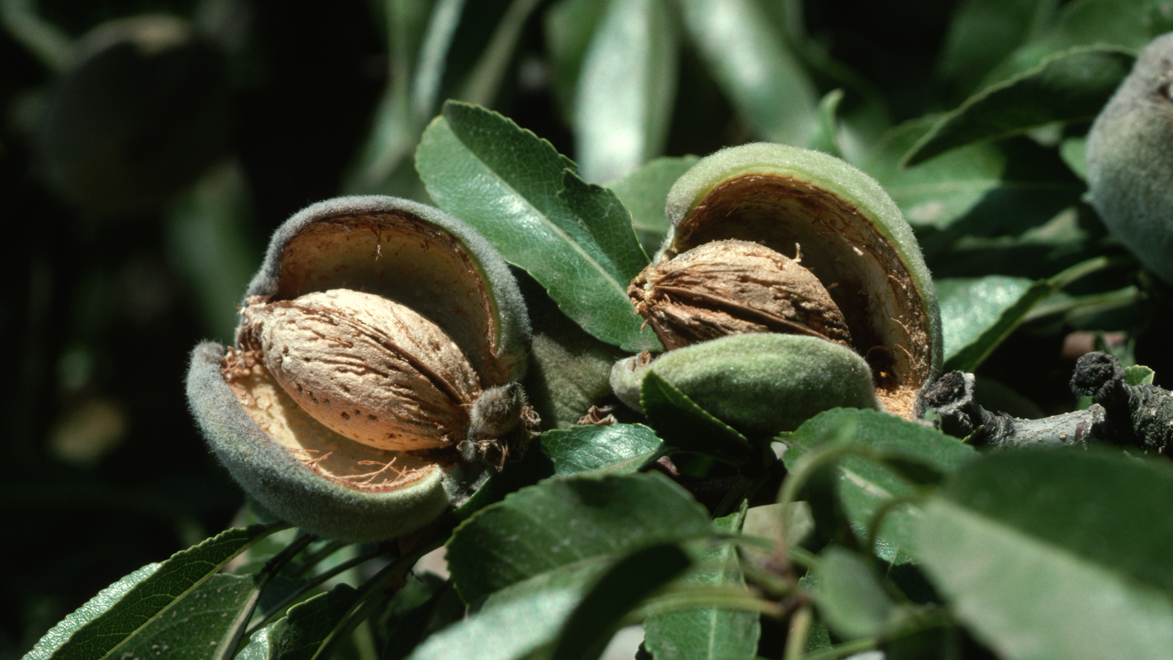 ¿Por qué los cacahuetes, las nueces y las almendras no son verdaderas nueces?