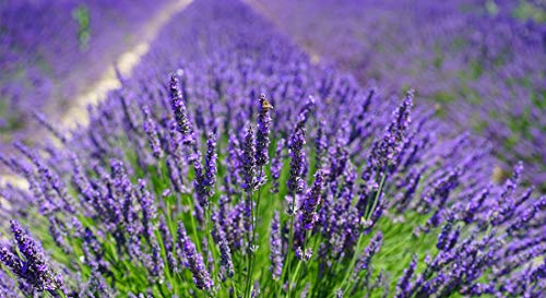 10 saquitos / seca de lavanda con auténtica lavanda francesa - Total 100g Flores de lavanda - de Quertee® 10 saquitos / seca de lavanda con auténtica lavanda francesa - Total 100g Flores de lavanda - de Quertee®