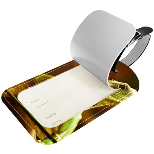 AITAI Etiquetas de equipaje para maletas, diseño de lagarto verde, 2 unidades, para identificación de viaje para bolsas y equipaje. AITAI Etiquetas de equipaje para maletas, diseño de lagarto verde, 2 unidades, para identificación de viaje para bolsas y equipaje.