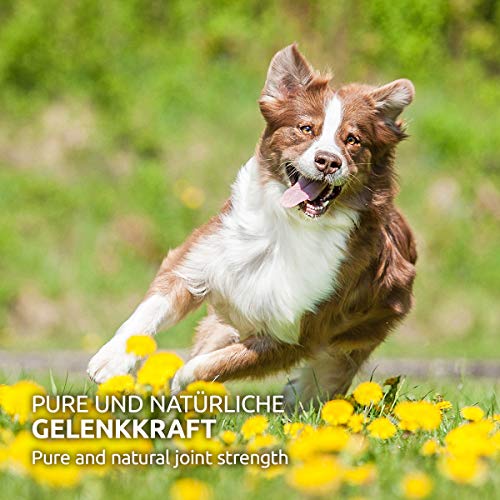 AniForte Garra del diablo en polvo para perros y gatos 500g - producto 100% natural para articulaciones, tendones y ligamentos. Ayuda a la movilidad y a la función articular, de alta aceptación AniForte Garra del diablo en polvo para perros y gatos 500g - producto 100% natural para articulaciones, tendones y ligamentos. Ayuda a la movilidad y a la función articular, de alta aceptación