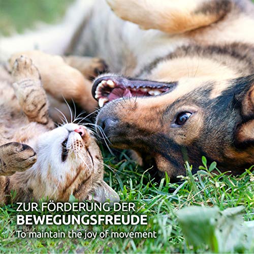 AniForte Garra del diablo en polvo para perros y gatos 500g - producto 100% natural para articulaciones, tendones y ligamentos. Ayuda a la movilidad y a la función articular, de alta aceptación AniForte Garra del diablo en polvo para perros y gatos 500g - producto 100% natural para articulaciones, tendones y ligamentos. Ayuda a la movilidad y a la función articular, de alta aceptación