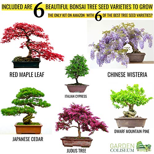 BONSAI CULTIVA 6 DE TUS PROPIOS árboles de bonsai. Kit de germinación JUEGO DE REGALO DE JARDINERÍA Con 3 herramientas principales, juego de regalo premium, paquete de gran valor, idea de regalo única