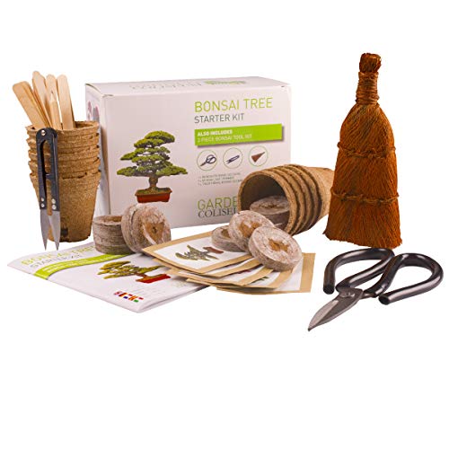 BONSAI CULTIVA 6 DE TUS PROPIOS árboles de bonsai. Kit de germinación JUEGO DE REGALO DE JARDINERÍA Con 3 herramientas principales, juego de regalo premium, paquete de gran valor, idea de regalo única