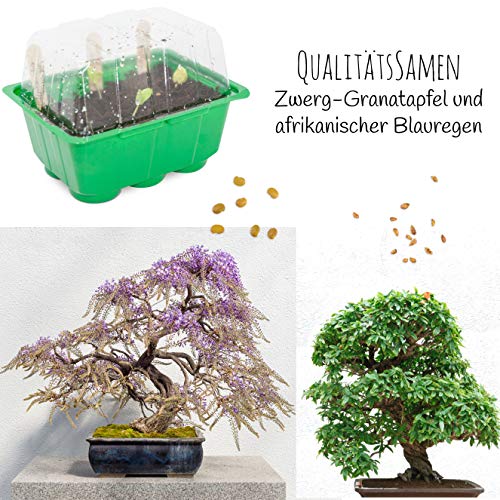 Bonsai Kit incl. eBook GRATUITO - Set de plantas con mini invernadero, semillas y suelo - idea de regalo sostenible para los amantes de las plantas (Semillas: Wisteria + Granada Enana)