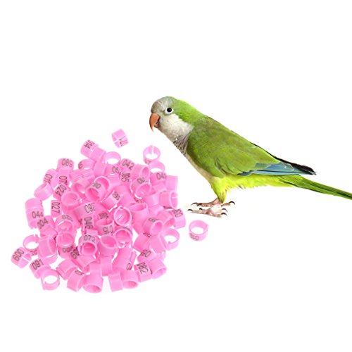 chenpaif Identify Ring, 100 Pcs 8mm Identify Ring Carrier Pigeon Training Supplies Número de Pierna Bandas de pájaros Rosa