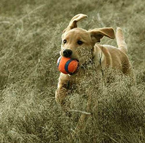 Chuckit Ultra Ball Medium - 2 Pelotas para Perros