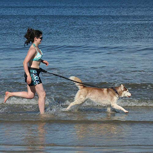 Correa Manos libres Perro para Correr Caminar Trotar Entrenamiento Senderismo, Bolso de Cinturón Correa para columpio de amortiguación resistente a golpes, Cinturón ajustable, Reflectante, Mango doble Correa Manos libres Perro para Correr Caminar Trotar Entrenamiento Senderismo, Bolso de Cinturón Correa para columpio de amortiguación resistente a golpes, Cinturón ajustable, Reflectante, Mango doble