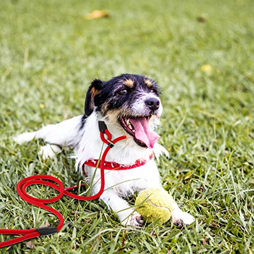Cuerda de Correa Ajustable de Nylon de Plomo de Perro Correa de Entrenamiento de Mascotas Cuerda de Collar de antideslizantepara Caminar Entrenamiento Mascotas 1,5 m (Rojo) Cuerda de Correa Ajustable de Nylon de Plomo de Perro Correa de Entrenamiento de Mascotas Cuerda de Collar de antideslizantepara Caminar Entrenamiento Mascotas 1,5 m (Rojo)