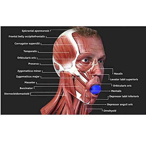 Dos por Paquete, Entrenador de mandíbula Milester Entrenador Músculo Ejercitor Facial Jaw Fitness Ball Jaw Sculpting Tool Dispositivo de Entrenamiento Face-Lift Effe Grey