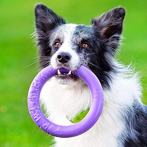 Ferplast Puller - Juego de anillo interactivo para educación de entretenimiento y adiestramiento para perros (diámetro de 19 cm – mediano)