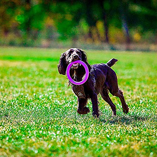 Ferplast Puller - Juego de anillo interactivo para educación de entretenimiento y adiestramiento para perros (diámetro de 19 cm – mediano)