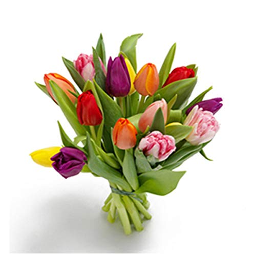 Florclick - Ramo de 15 Tulipanes con tarjeta dedicatoria gratuita. Flores frescas entrega en 24 horas Florclick - Ramo de 15 Tulipanes con tarjeta dedicatoria gratuita. Flores frescas entrega en 24 horas