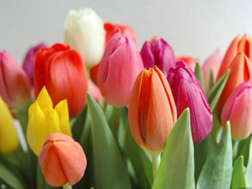 Florclick - Ramo de 15 Tulipanes con tarjeta dedicatoria gratuita. Flores frescas entrega en 24 horas Florclick - Ramo de 15 Tulipanes con tarjeta dedicatoria gratuita. Flores frescas entrega en 24 horas