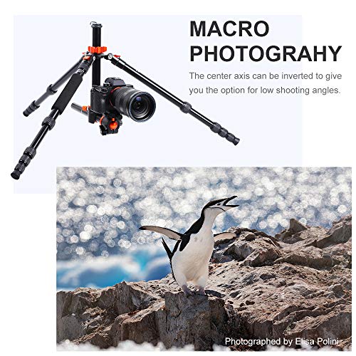 K&F Concept 170cm Trípode Cámara Reflex TM2515T1 con Monopie, 360° y 180° Columna Central Transversal, 360° Rótula de Bola Panorámica y 1/4" Placa Rápida Liberación para Cámara DSLR Canon Nikon Sony K&F Concept 170cm Trípode Cámara Reflex TM2515T1 con Monopie, 360° y 180° Columna Central Transversal, 360° Rótula de Bola Panorámica y 1/4" Placa Rápida Liberación para Cámara DSLR Canon Nikon Sony
