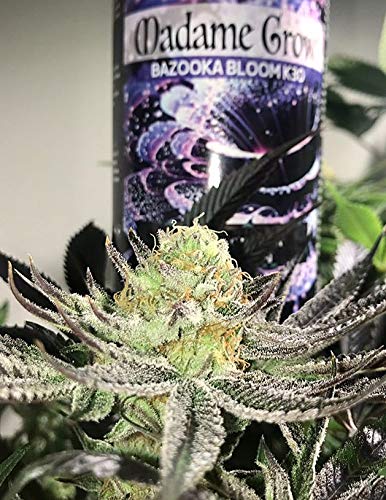 MADAME GROW / Abono Floración/Marihuana/Revienta Cogollos/Cannabis/Bazooka Bloom K30 / Cogollos explosivos/Más Resina/Superconcentrado de Potasio K30 / Abono 100% Orgánico (250 ml) MADAME GROW / Abono Floración/Marihuana/Revienta Cogollos/Cannabis/Bazooka Bloom K30 / Cogollos explosivos/Más Resina/Superconcentrado de Potasio K30 / Abono 100% Orgánico (250 ml)