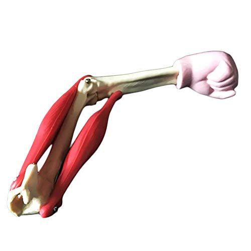 Modelo de articulación de Codo musculoso - Modelo anatómico Humano - para Equipos de experimentos biológicos de Secundaria Enseñanza de Materiales de ensamblaje y Materiales educativos, para herrami Modelo de articulación de Codo musculoso - Modelo anatómico Humano - para Equipos de experimentos biológicos de Secundaria Enseñanza de Materiales de ensamblaje y Materiales educativos, para herrami
