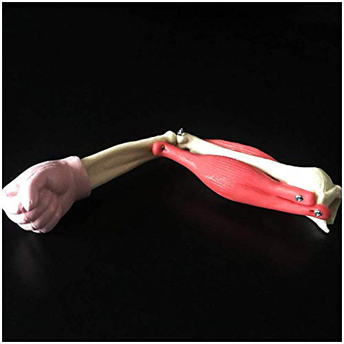 Modelo de articulación de Codo musculoso - Modelo anatómico Humano - para Equipos de experimentos biológicos de Secundaria Enseñanza de Materiales de ensamblaje y Materiales educativos, para herrami Modelo de articulación de Codo musculoso - Modelo anatómico Humano - para Equipos de experimentos biológicos de Secundaria Enseñanza de Materiales de ensamblaje y Materiales educativos, para herrami