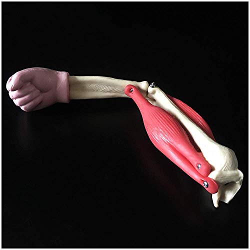 Modelo de articulación de Codo musculoso - Modelo anatómico Humano - para Equipos de experimentos biológicos de Secundaria Enseñanza de Materiales de ensamblaje y Materiales educativos, para herrami Modelo de articulación de Codo musculoso - Modelo anatómico Humano - para Equipos de experimentos biológicos de Secundaria Enseñanza de Materiales de ensamblaje y Materiales educativos, para herrami