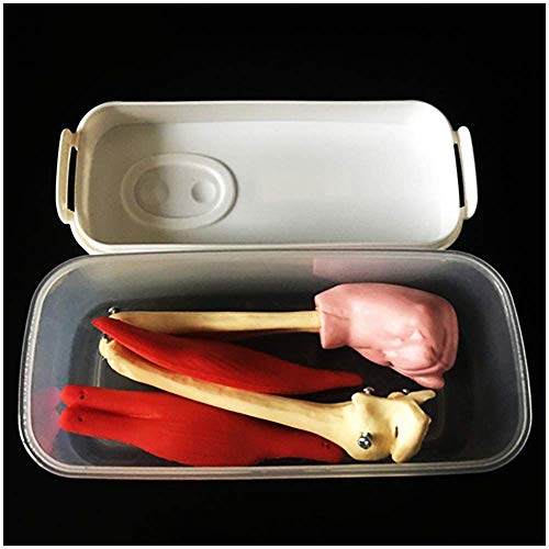 Modelo de articulación de Codo musculoso - Modelo anatómico Humano - para Equipos de experimentos biológicos de Secundaria Enseñanza de Materiales de ensamblaje y Materiales educativos, para herrami Modelo de articulación de Codo musculoso - Modelo anatómico Humano - para Equipos de experimentos biológicos de Secundaria Enseñanza de Materiales de ensamblaje y Materiales educativos, para herrami