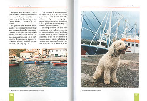 Perro de agua español. (Perros De Agua Español) Perro de agua español. (Perros De Agua Español)