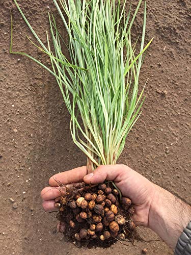 Saco yute 250 gr. Chufa tradicional D.O. València - Món Orxata. Directa de familias agricultoras. Ideal para consumo crudo o elaboración de horchata. Conservar a menos de 15º. Saco yute 250 gr. Chufa tradicional D.O. València - Món Orxata. Directa de familias agricultoras. Ideal para consumo crudo o elaboración de horchata. Conservar a menos de 15º.