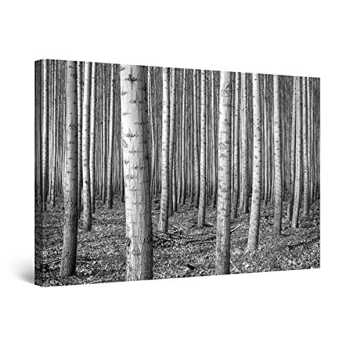 Startonight Cuadro sobre Lienzo en Blanco y Negro Madera de Abedul, Impresion en Calidad Fotografica Enmarcado y Listo Para Colgar Diseño Moderno Decoración Formato Grande 60 x 90 CM Startonight Cuadro sobre Lienzo en Blanco y Negro Madera de Abedul, Impresion en Calidad Fotografica Enmarcado y Listo Para Colgar Diseño Moderno Decoración Formato Grande 60 x 90 CM