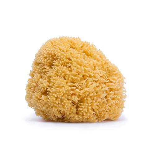Suavinex Esponja 100% Natural para Bebé con Materiales del Mar muy Suave y Gran Poder de Absorción, Tamaño Mediano Suavinex Esponja 100% Natural para Bebé con Materiales del Mar muy Suave y Gran Poder de Absorción, Tamaño Mediano