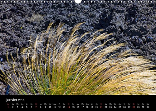 Tenerife Flore Des Volcans 2018: Des Champs De Lave Barioles De Flore Endemique Creant La Surprise Dans Un Desert Bien Peu Austere. (Calvendo Nature)