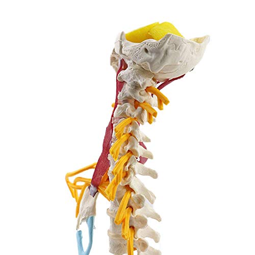 Vértebras cervicales humanas Modelo de vértebras Arteria del Disco intervertebral Cervical Músculo Neural Vértebras cervicales avanzadas con Plantilla nerviosa unida al Tallo Cerebral