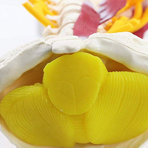 Vértebras cervicales humanas Modelo de vértebras Arteria del Disco intervertebral Cervical Músculo Neural Vértebras cervicales avanzadas con Plantilla nerviosa unida al Tallo Cerebral