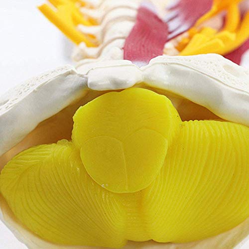 Vértebras cervicales humanas Modelo de vértebras Arteria del Disco intervertebral Cervical Músculo Neural Vértebras cervicales avanzadas con Plantilla nerviosa unida al Tallo Cerebral Vértebras cervicales humanas Modelo de vértebras Arteria del Disco intervertebral Cervical Músculo Neural Vértebras cervicales avanzadas con Plantilla nerviosa unida al Tallo Cerebral