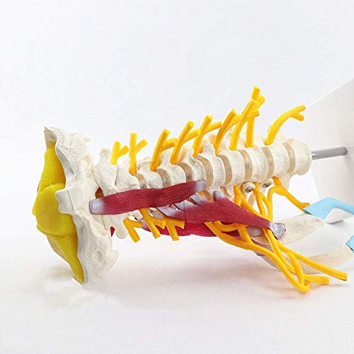 Vértebras cervicales humanas Modelo de vértebras Arteria del Disco intervertebral Cervical Músculo Neural Vértebras cervicales avanzadas con Plantilla nerviosa unida al Tallo Cerebral Vértebras cervicales humanas Modelo de vértebras Arteria del Disco intervertebral Cervical Músculo Neural Vértebras cervicales avanzadas con Plantilla nerviosa unida al Tallo Cerebral