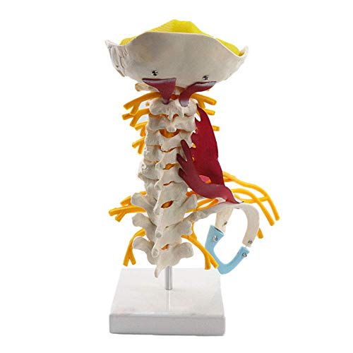 Vértebras cervicales humanas Modelo de vértebras Arteria del Disco intervertebral Cervical Músculo Neural Vértebras cervicales avanzadas con Plantilla nerviosa unida al Tallo Cerebral Vértebras cervicales humanas Modelo de vértebras Arteria del Disco intervertebral Cervical Músculo Neural Vértebras cervicales avanzadas con Plantilla nerviosa unida al Tallo Cerebral