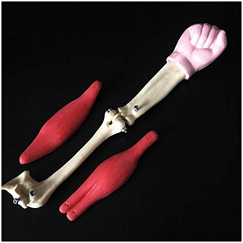WEHQ Modelo de articulación de Codo musculoso, Modelo anatómico Humano, para Equipos de experimentos biológicos de Secundaria, enseñanza de Materiales de ensamblaje WEHQ Modelo de articulación de Codo musculoso, Modelo anatómico Humano, para Equipos de experimentos biológicos de Secundaria, enseñanza de Materiales de ensamblaje