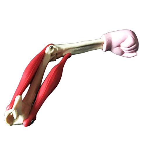 WEHQ Modelo de articulación de Codo musculoso, Modelo anatómico Humano, para Equipos de experimentos biológicos de Secundaria, enseñanza de Materiales de ensamblaje