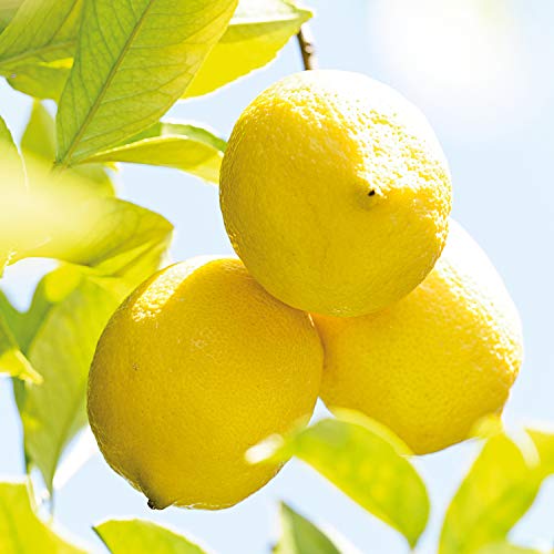WELEDA Desodorante Roll-On de Citrus (1x 50 ml) WELEDA Desodorante Roll-On de Citrus (1x 50 ml)