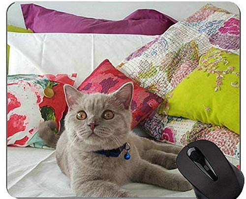 Yanteng Alfombrillas de ratón, Alfombrilla de ratón Impresa de Pelo Corto de Hierba de Gato británico con Borde de Bloqueo, Alfombrilla de ratón de Pelo Corto británico con Borde Cosido Yanteng Alfombrillas de ratón, Alfombrilla de ratón Impresa de Pelo Corto de Hierba de Gato británico con Borde de Bloqueo, Alfombrilla de ratón de Pelo Corto británico con Borde Cosido