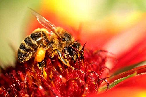 1000 piezas de rompecabezas para la familia, rompecabezas de desafío para niños, abejas, insectos, néctar, polen, polinización, miel, abeja, rompecabezas de madera