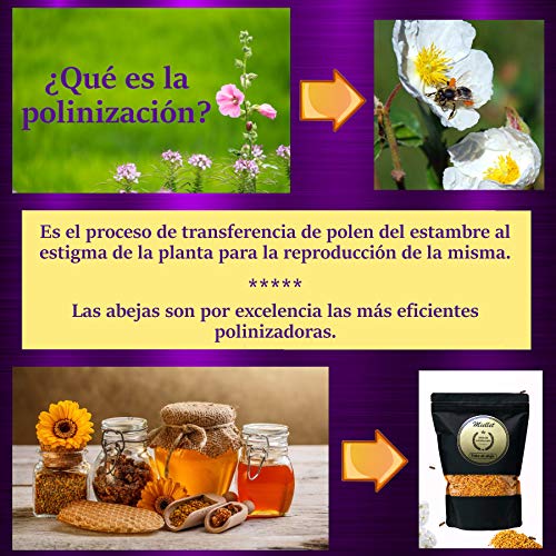 1kg - Miellet - Polen de abeja certificado 100% de origen español. Complemento alimenticio, rico en proteínas, vitaminas B1, B3, minerales, omega-3, fuente de fibras, cobre, manganeso y fósforo.