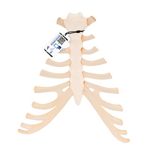 3B Scientific A69 Modelo de anatomía humana Esternón Con Cartílagos Costales + software de anatomía gratuito - 3B Smart Anatomy