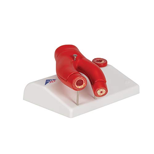 3B Scientific G40 Modelo de Arteriosclerosis Con Sección Transversa de la Arteria, de 2 Piezas - 3B Smart Anatomy 3B Scientific G40 Modelo de Arteriosclerosis Con Sección Transversa de la Arteria, de 2 Piezas - 3B Smart Anatomy